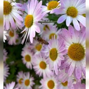 Meet your Posher, Lynda